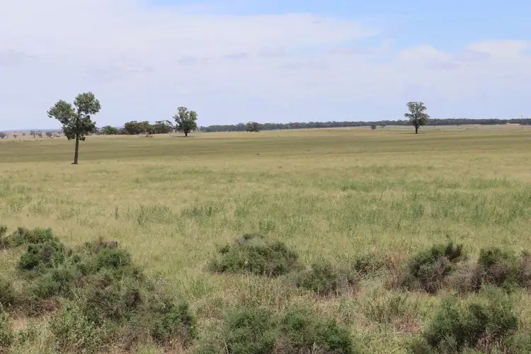 523 Norris Lane, West Wyalong NSW 2671