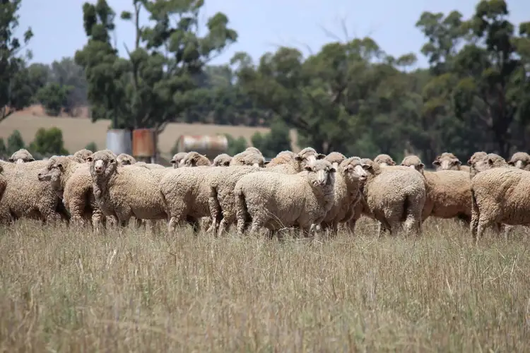 Sixth view of Homely rural property listing, 523 Norris Lane, West Wyalong NSW 2671