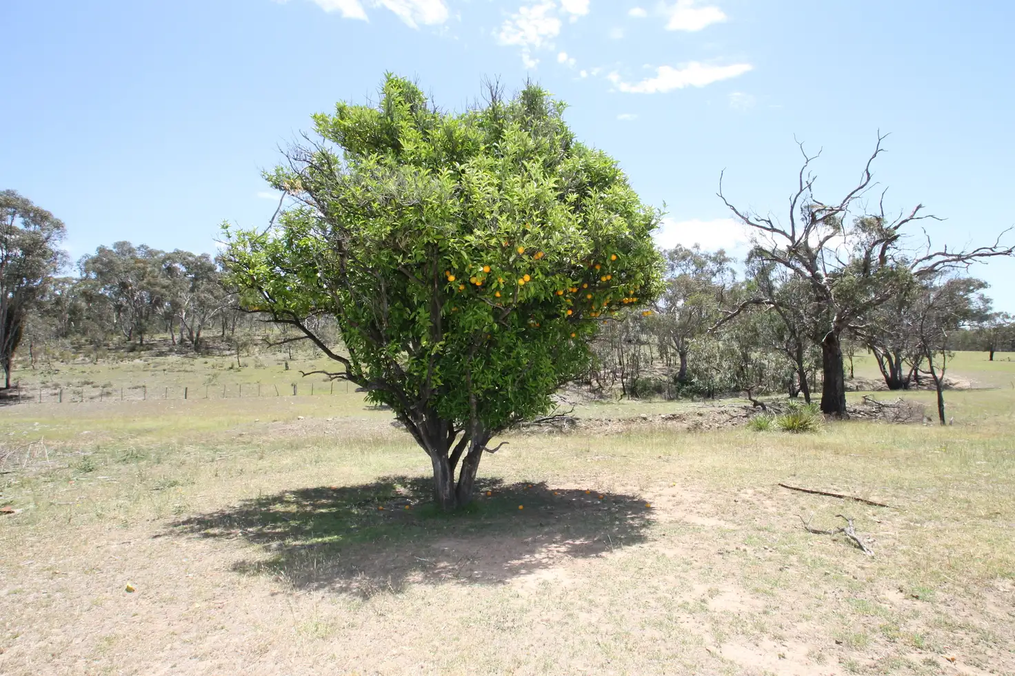 Main view of Homely rural property listing, LOT 162 & 77 Windgraves Road, Mudgee NSW 2850