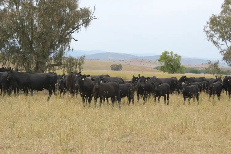 Sixth view of Homely rural property listing, River Road, Welaregang NSW 2642