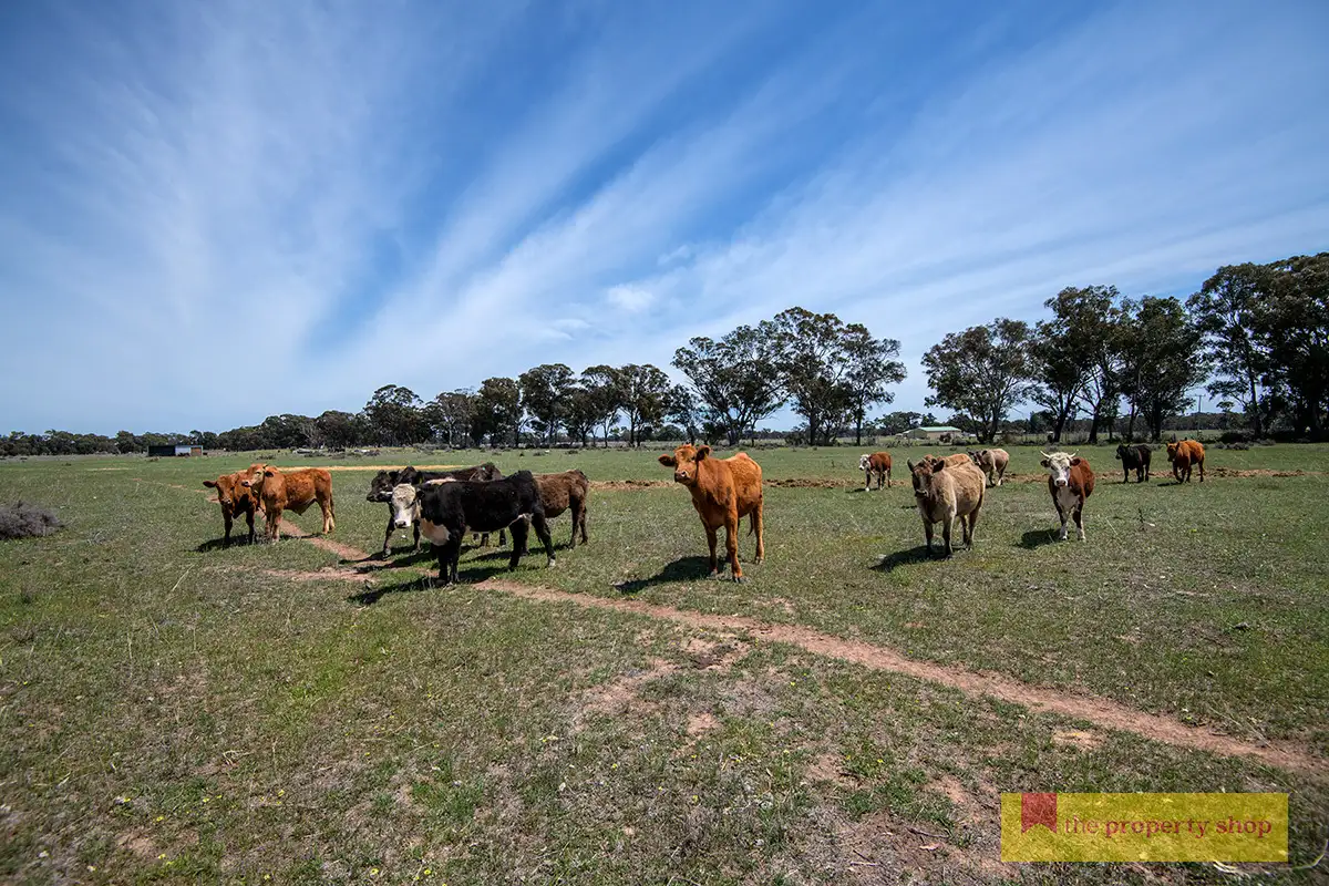 Main view of Homely rural property listing, 82 Nugget Lane, Gulgong NSW 2852