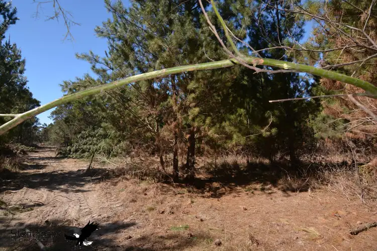 Sixth view of Homely rural property listing, LOT 211 Central Road, Sugarloaf QLD 4380