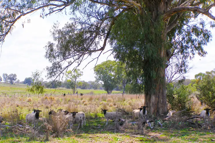 Third view of Homely rural property listing, 191 Halls Lane, Inverell NSW 2360