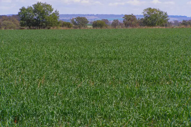 Fifth view of Homely rural property listing, 191 Halls Lane, Inverell NSW 2360