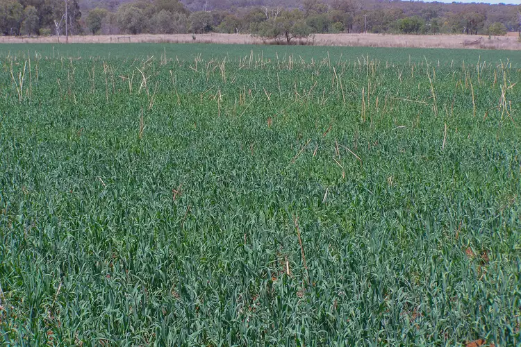 Seventh view of Homely rural property listing, 191 Halls Lane, Inverell NSW 2360