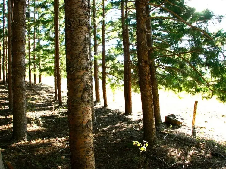 Fifth view of Homely rural property listing, 181 Lindsay Road, Larnook NSW 2480