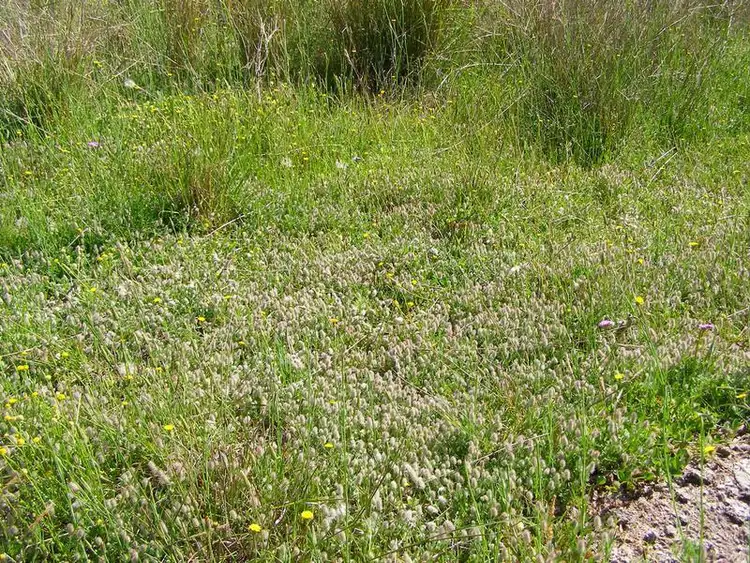 Sixth view of Homely rural property listing, 296 Limestone Road, Ashford NSW 2361