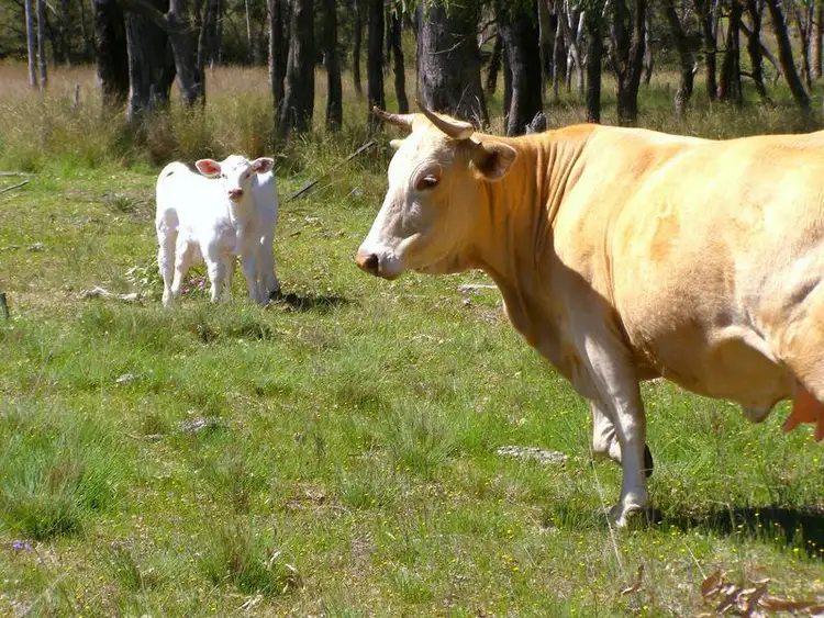 Seventh view of Homely rural property listing, 296 Limestone Road, Ashford NSW 2361