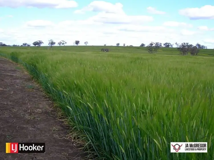 Fourth view of Homely rural property listing, Gragin Peak Road, Warialda NSW 2402