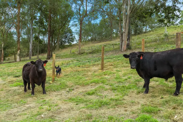 Main view of Homely land listing, 7 Curtis Road, Cedar Creek QLD 4520