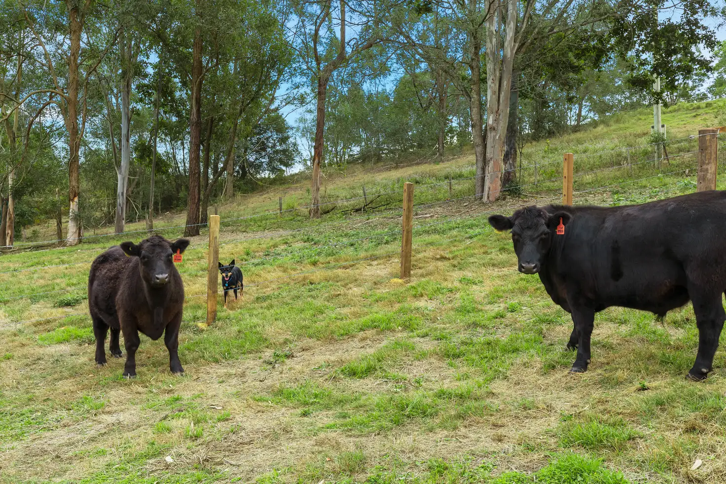 Main view of Homely land listing, 7 Curtis Road, Cedar Creek QLD 4520