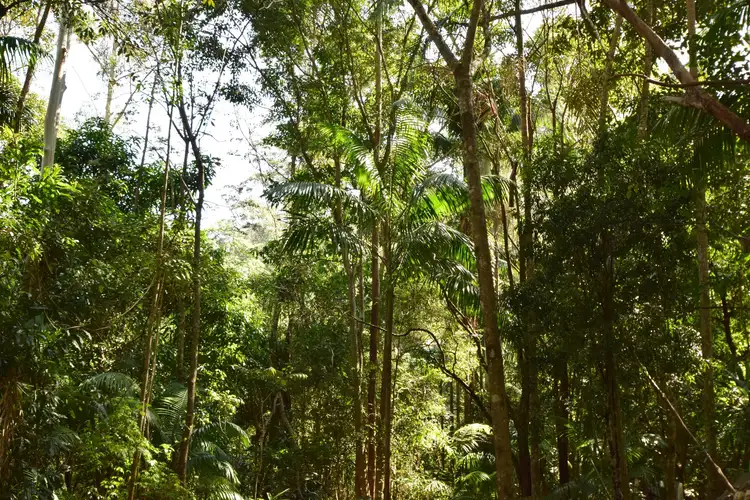 Fifth view of Homely rural property listing, 358 Boundary Creek Road, Bentley NSW 2480