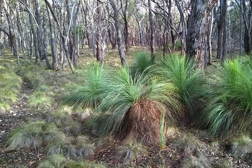 Main view of Homely rural property listing, LOT 1, 133 Prince Of Wales Terrace, Riddells Creek VIC 3431