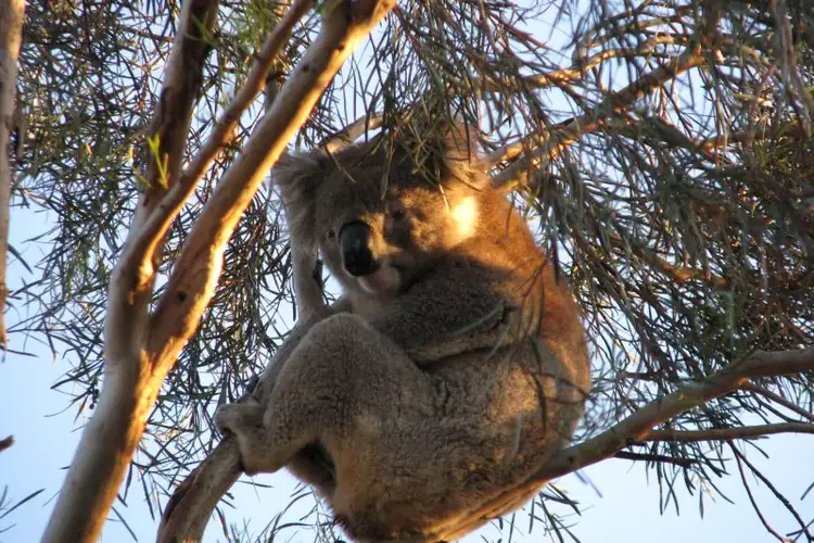 Fifth view of Homely house listing, 25 Caithness Avenue, Beaumont SA 5066