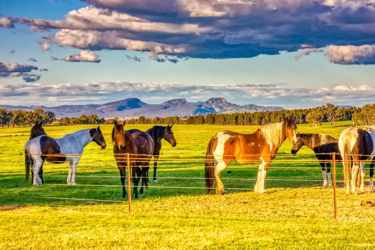 Sixth view of Homely rural property listing, 137 Bungowannah Road, Jindera NSW 2642