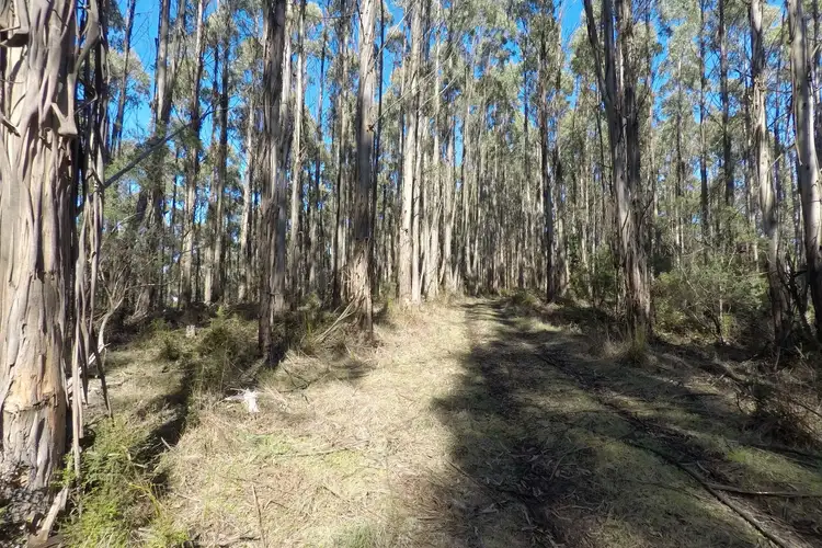 Fourth view of Homely rural property listing, 1145 Whitelaws Track, Budgeree VIC 3870