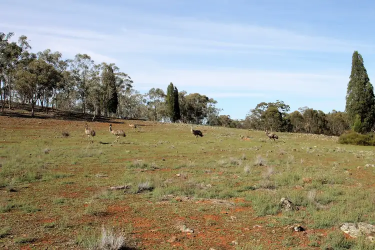 Fifth view of Homely rural property listing, 1238 Mogo Road, Mudgee NSW 2850