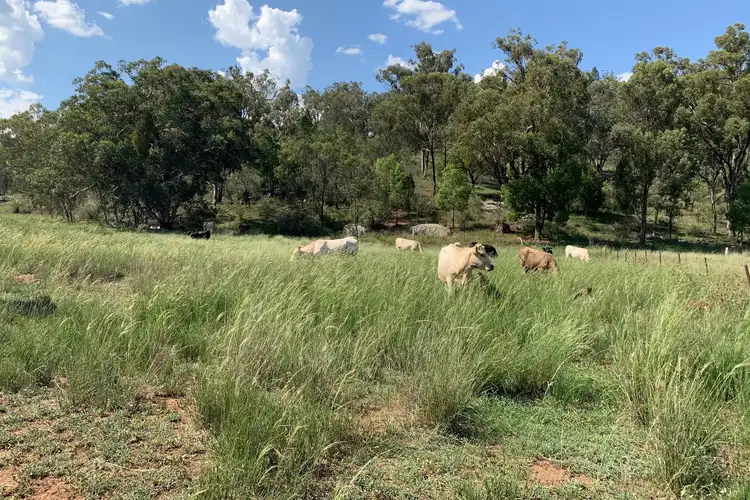 Fifth view of Homely rural property listing, 7147 Bylong Valley Way, Bylong NSW 2849
