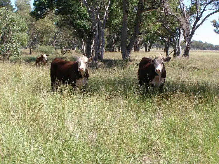 Second view of Homely rural property listing, 1109 Howell Road, Inverell NSW 2360