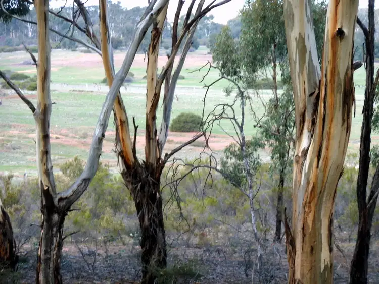 Second view of Homely rural property listing, CA 34A Wychitella Road, Wedderburn VIC 3518