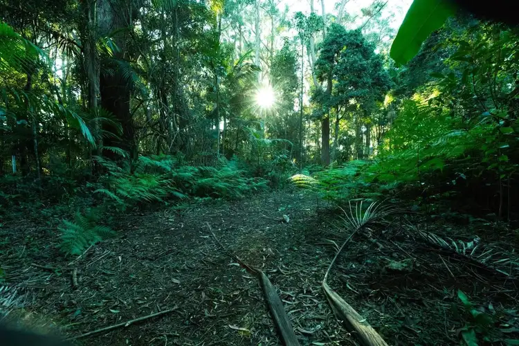 Main view of Homely land listing, 21 Gwongorella Parade, Springbrook QLD 4213