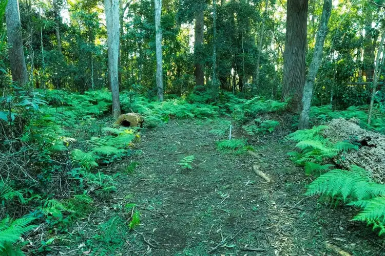 Fifth view of Homely land listing, 21 Gwongorella Parade, Springbrook QLD 4213