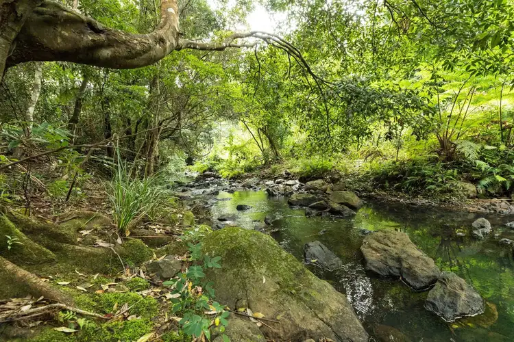 25 Lloyds Road, Springbrook QLD 4213