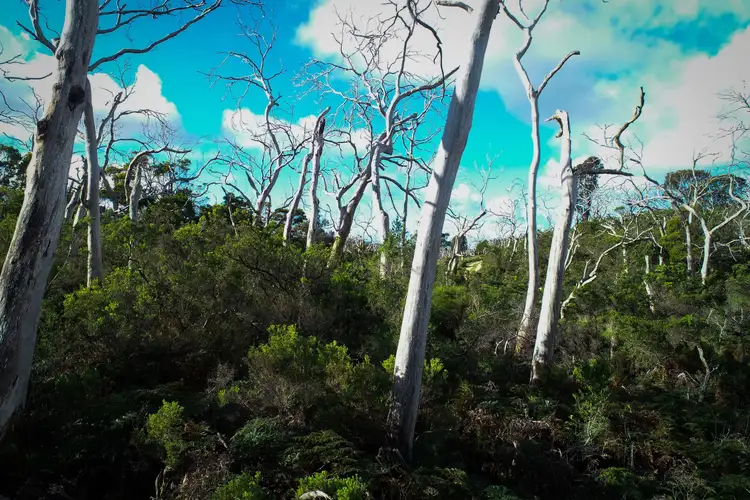 Fifth view of Homely land listing, 7 Otway Park, Cape Otway VIC 3233