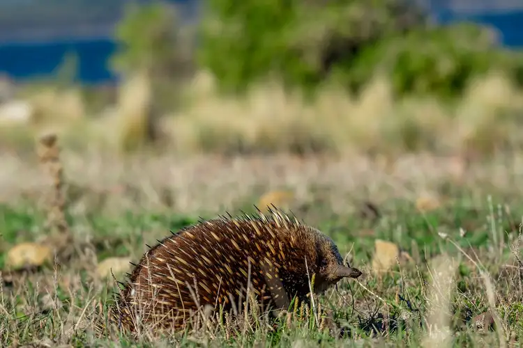 Second view of Homely land listing, Lots 1 - 2 Fulham Road, Dunalley TAS 7177