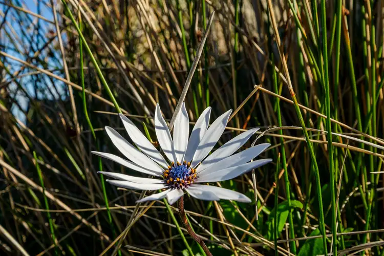 Third view of Homely land listing, Lots 1 - 2 Fulham Road, Dunalley TAS 7177