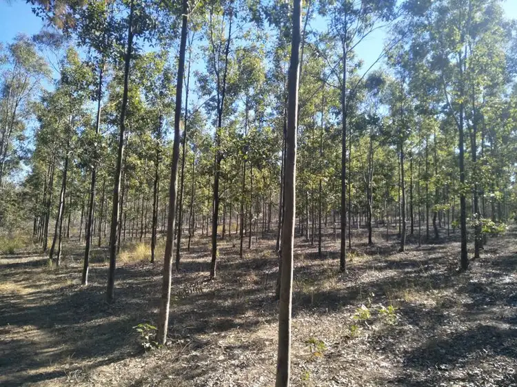 Third view of Homely rural property listing, 289 Mckenzies Road, North Isis QLD 4660