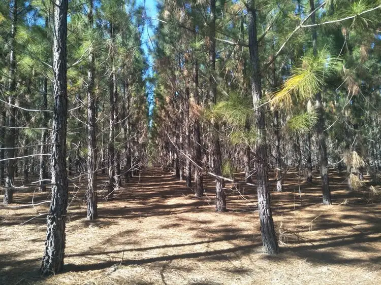 Fourth view of Homely rural property listing, 289 Mckenzies Road, North Isis QLD 4660