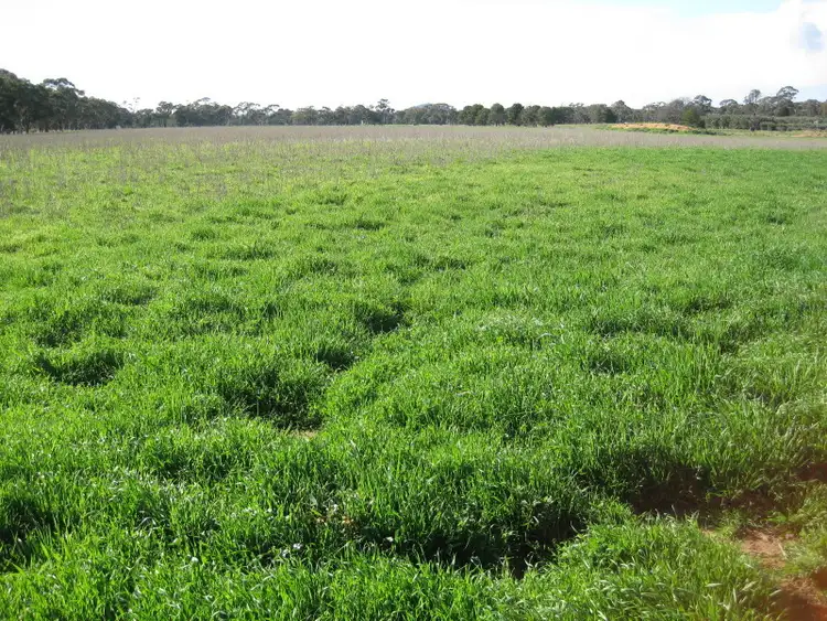 Fifth view of Homely rural property listing, CA 48 Sec Harpers Lane, Wedderburn VIC 3518