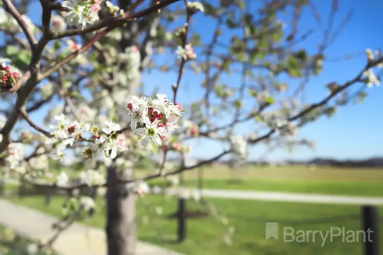 Seventh view of Homely land listing, 7 Tarata Place, Greenvale VIC 3059