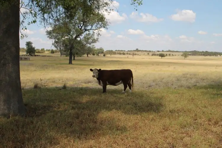 Fourth view of Homely rural property listing, 885 Boomley Road, Dunedoo NSW 2844