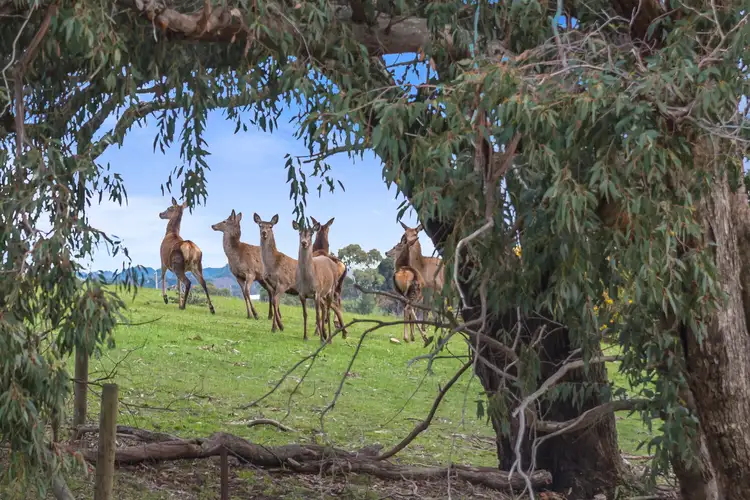 Second view of Homely house listing, 418 Barringo Road, New Gisborne VIC 3438