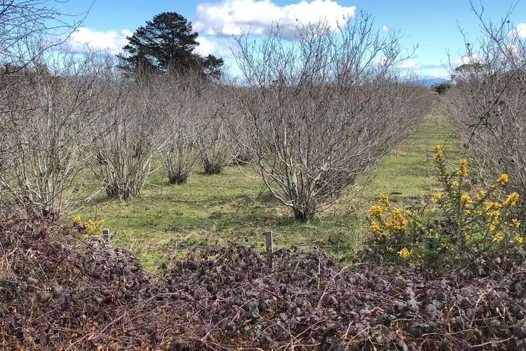 Third view of Homely land listing, 2/252 Ritchie Street, Westbury TAS 7303