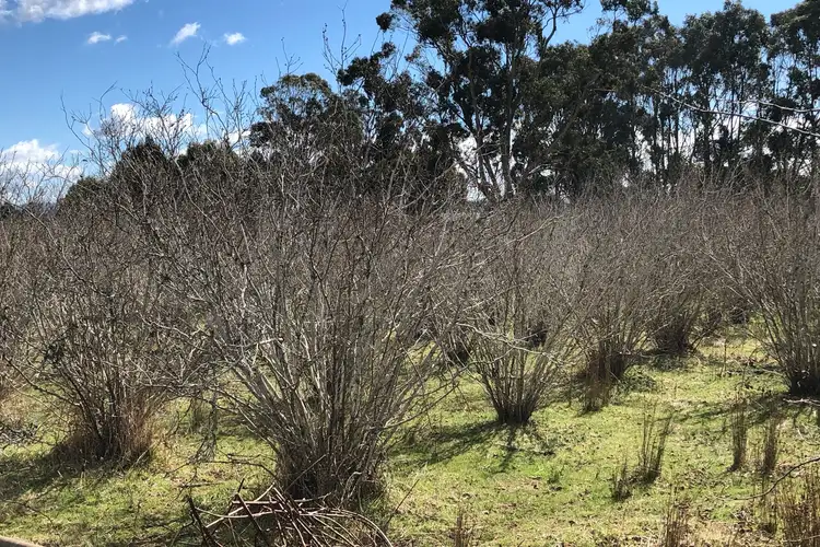 Fourth view of Homely land listing, 2/252 Ritchie Street, Westbury TAS 7303