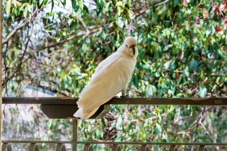 Sixth view of Homely house listing, 26 Wattlebird Court, Currumbin Valley QLD 4223