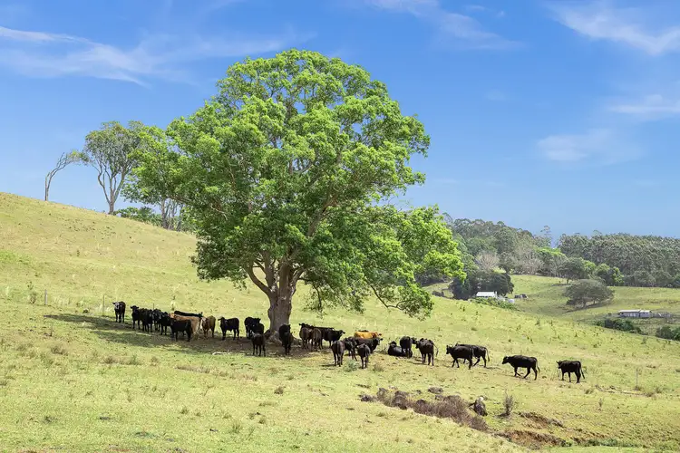 Fifth view of Homely house listing, 990 Friday Hut Road, Binna Burra NSW 2479