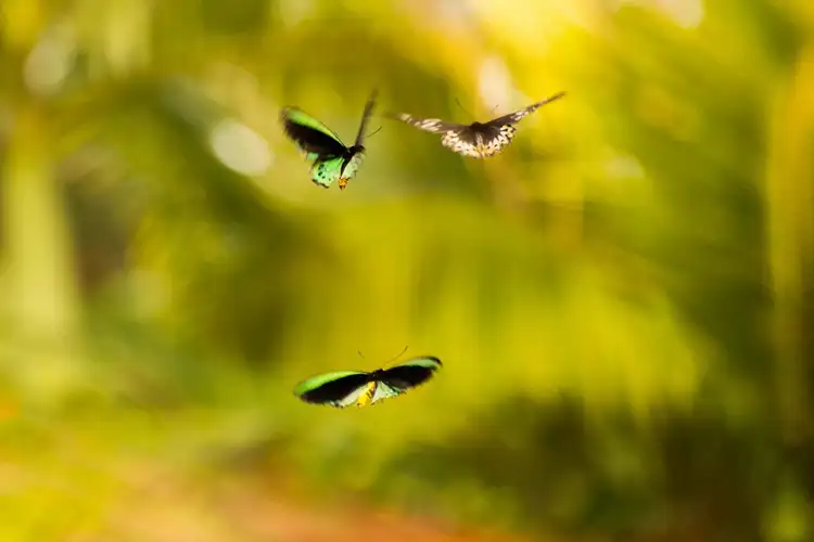 Sixth view of Homely rural property listing, 28 Jarrah Road, Buderim QLD 4556