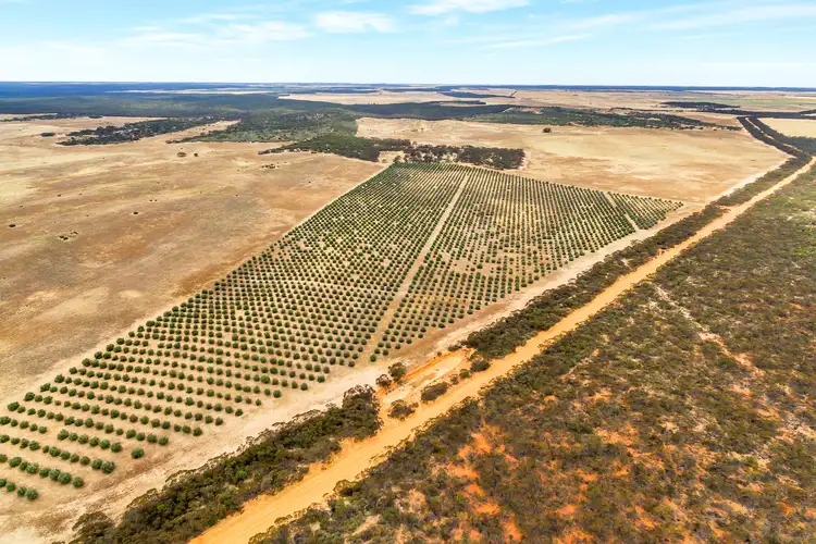 Second view of Homely rural property listing, 632 Gurrai North Road, Lameroo SA 5302