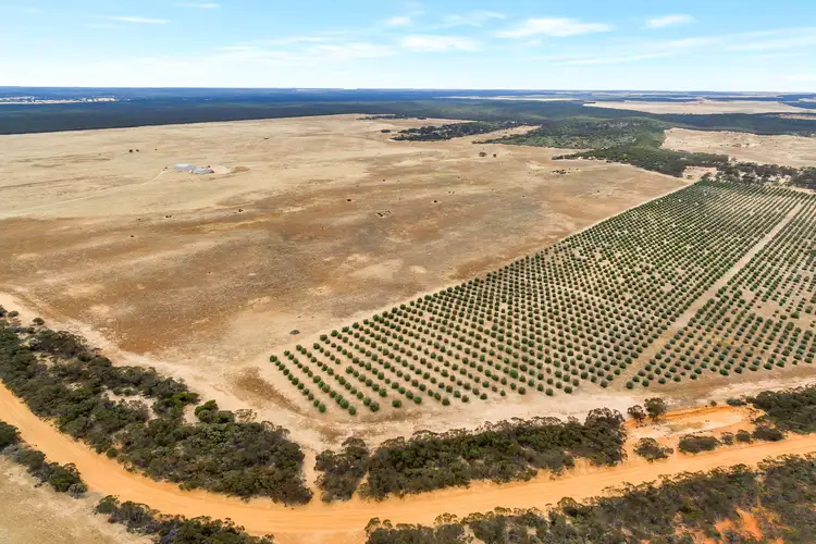 Sixth view of Homely rural property listing, 632 Gurrai North Road, Lameroo SA 5302