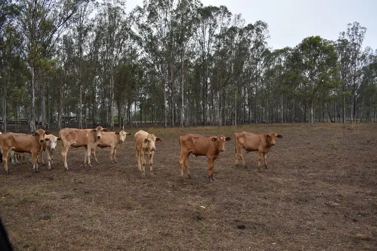 Sixth view of Homely rural property listing, 159 Cloyne Road, Drinan QLD 4671