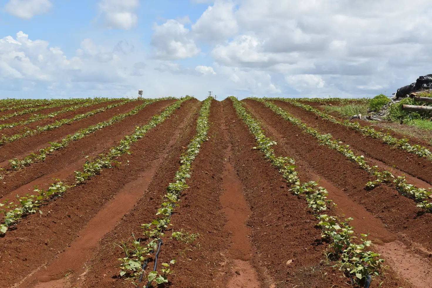 Main view of Homely rural property listing, 356 Hummock Road, Woongarra QLD 4670