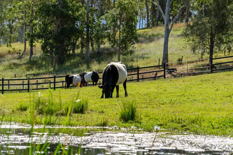Sixth view of Homely house listing, 8 Country Lane, Mount Samson QLD 4520