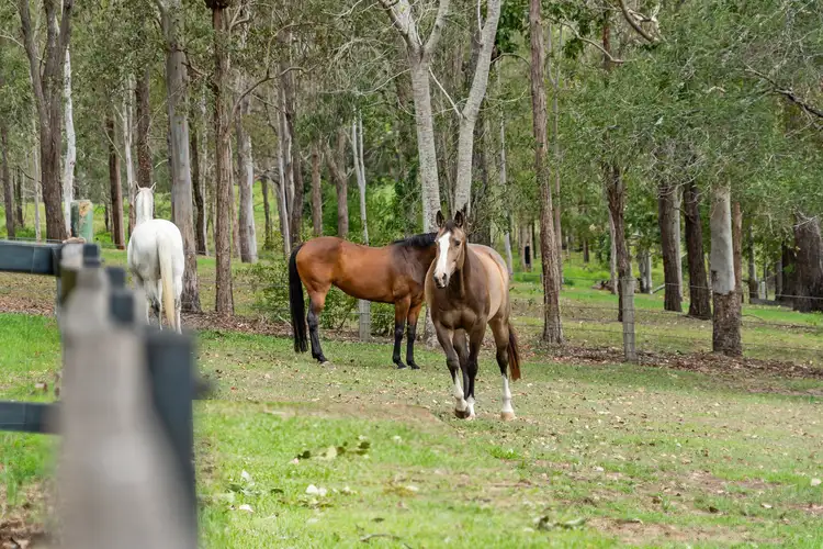 Second view of Homely house listing, 10 Arnan Court, Samford Valley QLD 4520