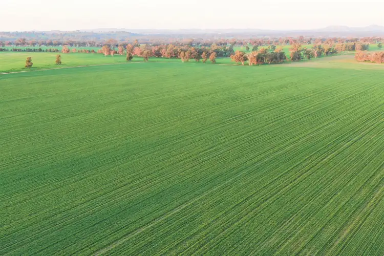 Main view of Homely rural property listing, Klemkes Road, Henty NSW 2658