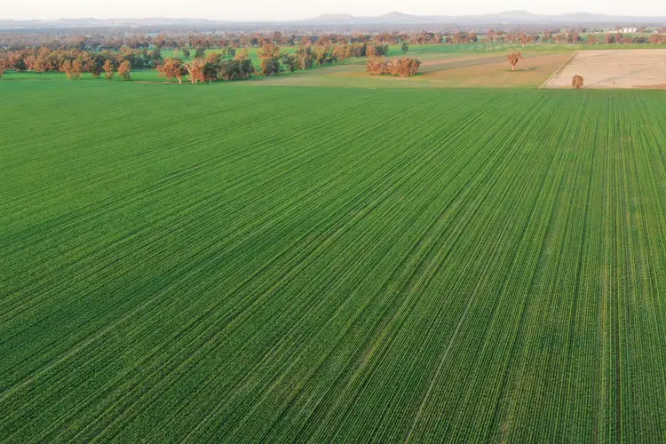 Seventh view of Homely rural property listing, Klemkes Road, Henty NSW 2658