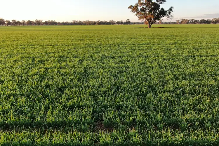 Sixth view of Homely rural property listing, Back Walbundrie Rand Road, Walbundrie NSW 2642